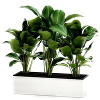 ornamental plant calathea lutea in white flowerpot 755