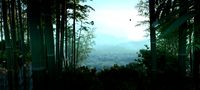 bamboo forest
