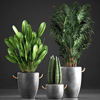 houseplants in concrete flowerpots 750