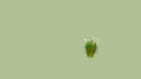 Miskant#miscanthus