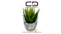 suculenta