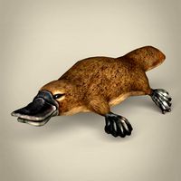 low poly platypus