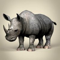 low poly rhinoceros