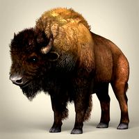 low poly montana buffalo