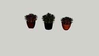PLANT (LA GAM)