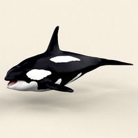 killer whale
