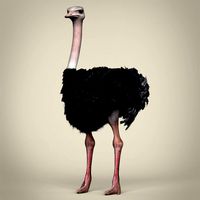 low poly ostrich