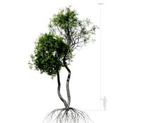 broadleaf tree 004