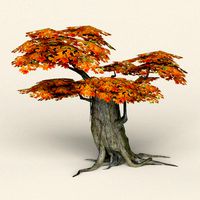 low poly maple tree 04