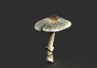 mushroom 3