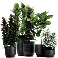 decorative plants ficus tree in a black flowerpots 737