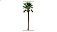 PALMERA 324