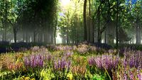 lavender