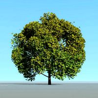 big tree and wind effect