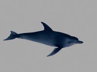 dolphin