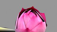 lotus