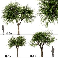 set of olive trees olea europaea 3 trees