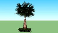 Palmeira de Saia