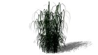 Miscanthus Giganthus