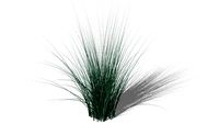 Miscanthus sinensis ‘Morning Light'