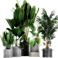 houseplants in a pot for the interior 728