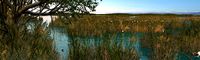 reed marshes