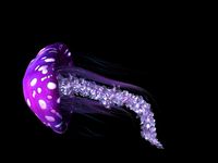 jellyfish