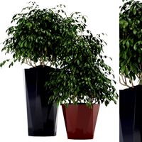 plants collection 102 awesomeplanters