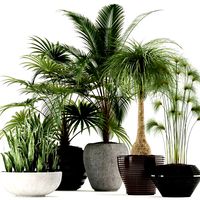 plants collection 103