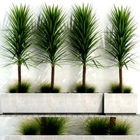 plants collection 105