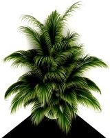 plants collection 107