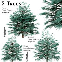 set of picea pungens trees blue spruce 3 trees