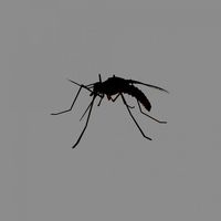 mosquito
