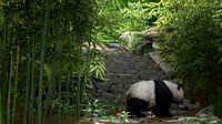 bamboo forest
