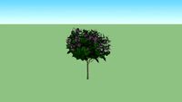 Syringa vulgaris