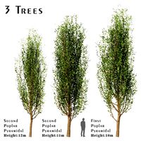 set of black poplar trees cottonwood 3 trees