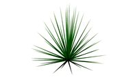 Yucca