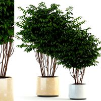 plants collection 91