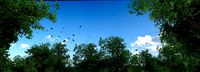 forest