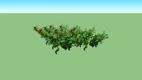Cotoneaster radicans