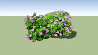 Geranium sanguineum