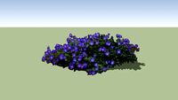Geranium