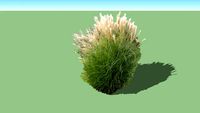 Miscanthus sinensis 'Malepartus'