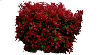 Photinia