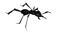 Hormiga