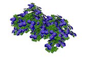 geranium