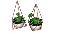 Plantas Penduradas - Suculentas
