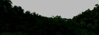 jungle