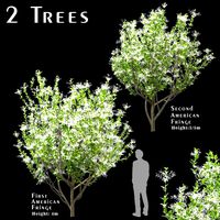 set of american fringe trees chionanthus virginicus 2 trees