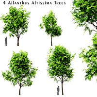 set of tree of heaven ailanthus altissima 4 trees